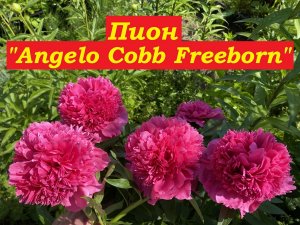 Пион Angelo Cobb Freeborn (Анжело Кобб Фриборн)