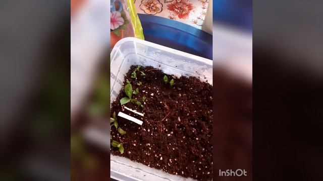 Как проходит укоренение мет.гортензии почками/Ошибки..и результат смотреть онлайн