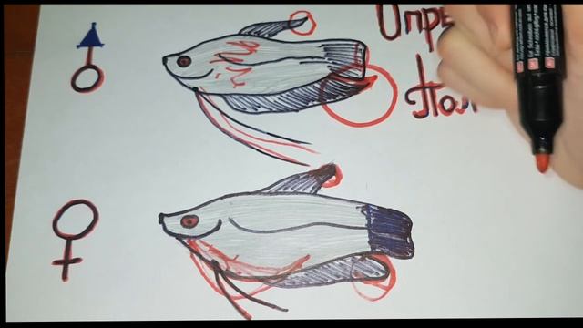 Определи пол Гурами, разговор о нересте Гурами смотреть онлайн