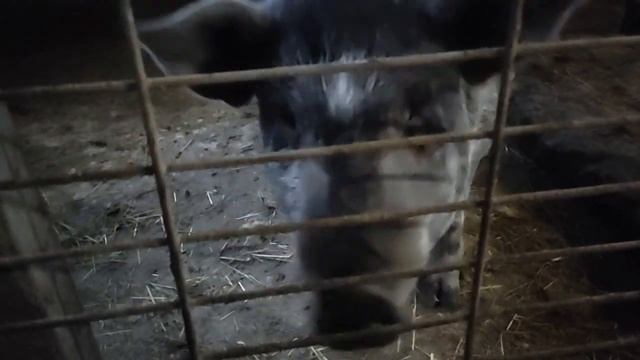 ☝Занимаюсь свиноводством а не показухой☝ || Чистюлям полезно посмотреть смотреть онлайн