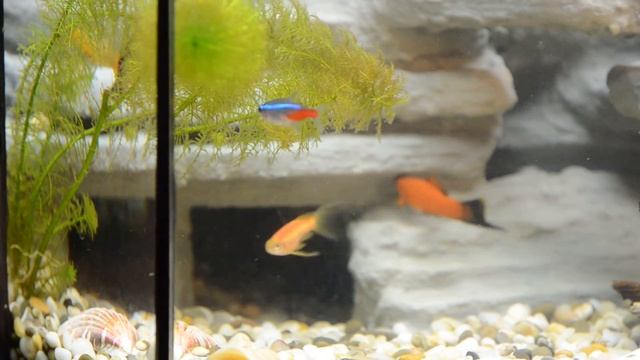 3D фон для аквариума своими руками смотреть онлайн