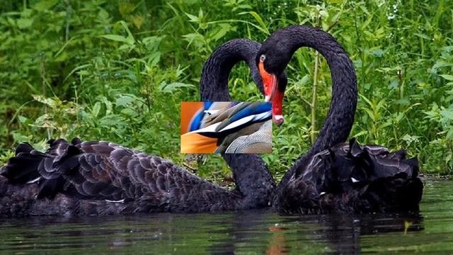 Красота из мира пернатых