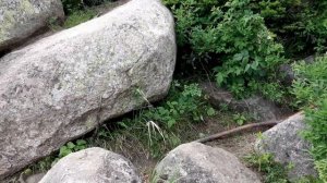 Подъем на гору Синюху -  3 часа туда-сюда. Алтайский край, Горная колывань Июнь 2020