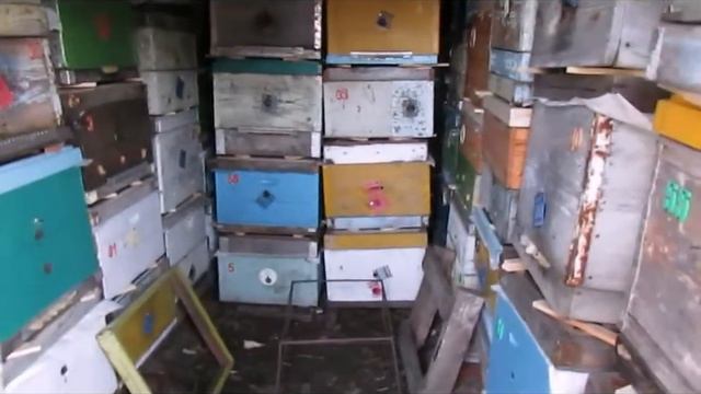 Игорь, как у тебя пчелы зимуют ? - зимовка пчел в помещении и теплая зима