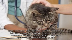 Все болезни кошек