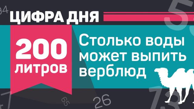 Сколько воды может выпить верблюд? смотреть онлайн