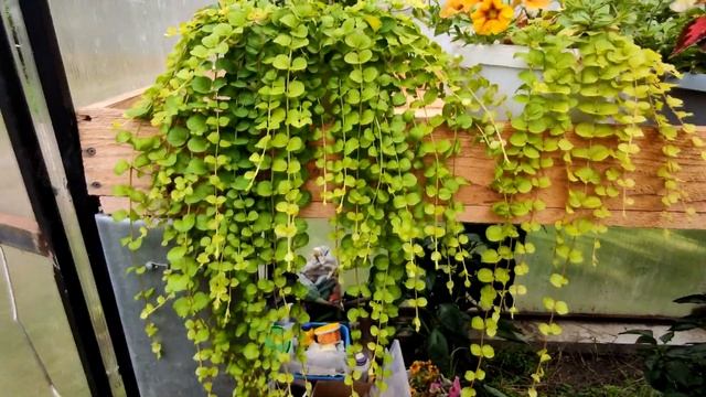 ВЕРБЕЙНИК МОНЕТЧАТЫЙ ОБЗОР ШИКАРНЫХ КОС.2021