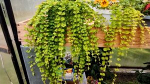 ВЕРБЕЙНИК МОНЕТЧАТЫЙ ОБЗОР ШИКАРНЫХ КОС.2021