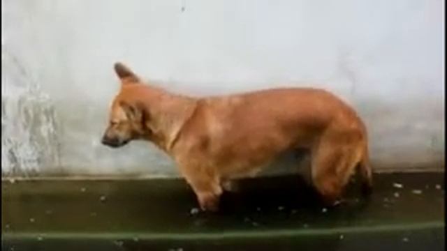 Собака мордой в воду