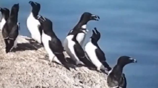 Гагарка смотреть онлайн