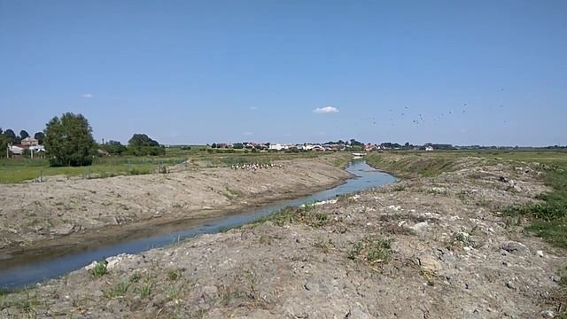 Тренировка перед стартом. Журавли готовятся к отлету. смотреть онлайн