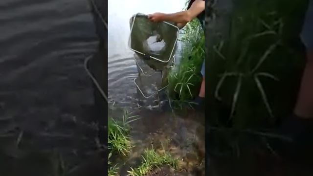Рыбалка ? На Жабне сентябрь 2018 Хороший улов ! смотреть онлайн