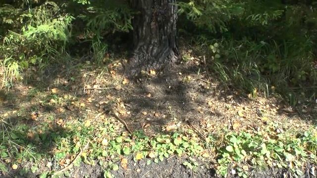 Следы глухаря Порхалище Галечник смотреть онлайн