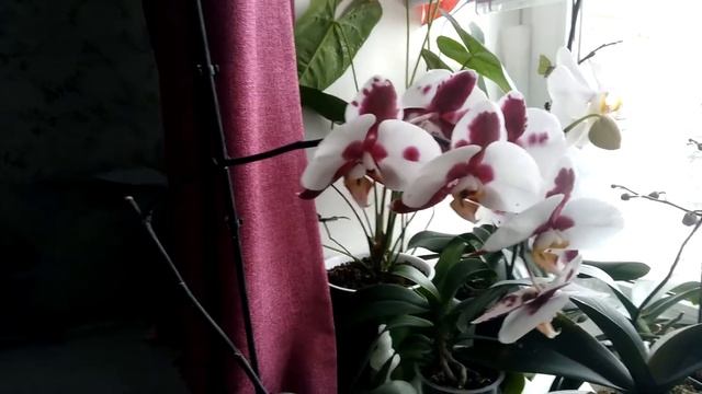 Расцвела грустная, пятнистая орхидея смотреть онлайн