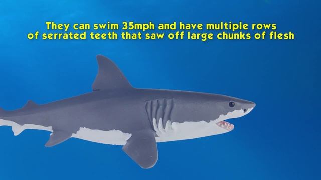 Safari Ltd® Wild Safari® Sealife Great White Shark смотреть онлайн