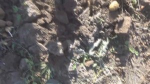 картофель из семян. 2 год эксперимента