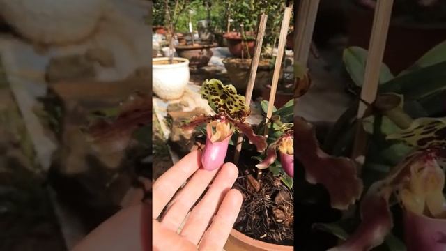 Paphiopedilum henryanum - Hài Henry смотреть онлайн