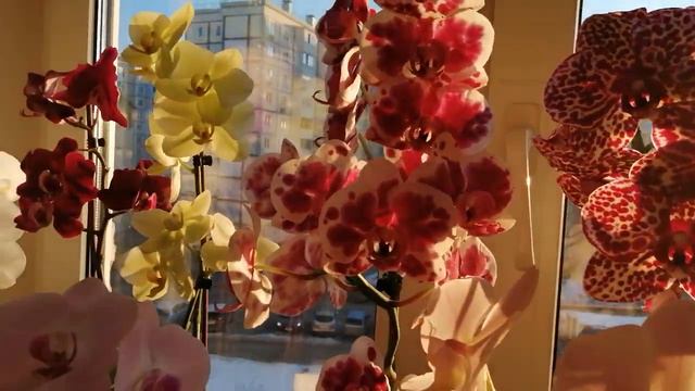 ☀️🌹Орхидейки греются на солнышке🌹☀️/за окном - 20°/☀️❄️(11.03.2022) смотреть онлайн