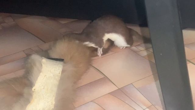 18+, ласка и секс (mustela Nivalis, Weasel And Sex)
