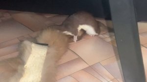 18+, ласка и секс (mustela nivalis, weasel and sex)
