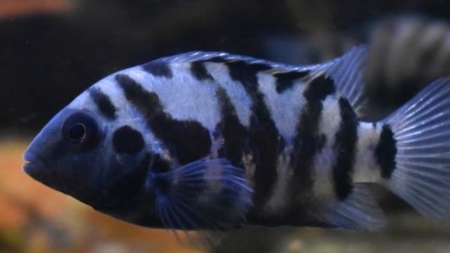 ЧЕРНОПОЛОСАЯ ЦИХЛОЗОМА.СОДЕРЖАНИЕ И РАЗВЕДЕНИЕ В АКВАРИУМЕ. смотреть онлайн