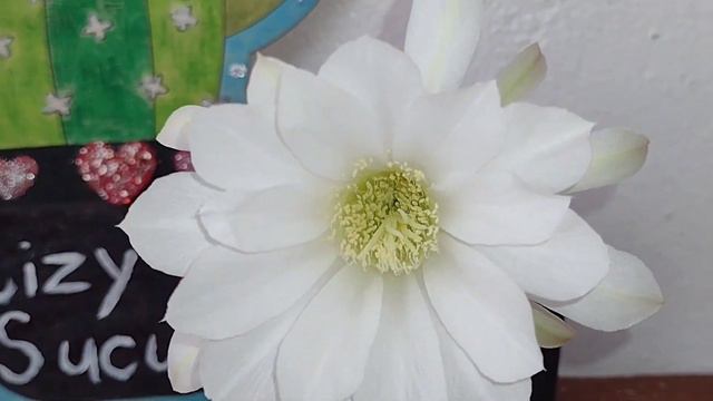 El cactus 🌵 Echinopsis Subdenudata y su proceso de floración 🤍 #cactus #echinopsis #flor #LizySucus смотреть онлайн