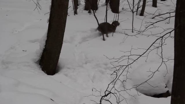 веймаранер ищет спрятанную палочку смотреть онлайн