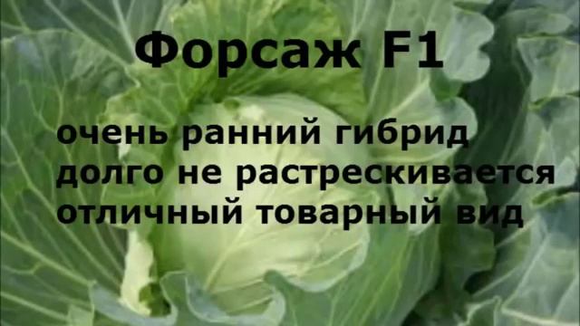 ?СОРТА КАПУСТЫ  #капустабелокочанная ?