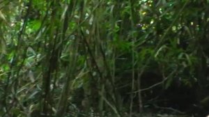 Голубая мухоловка циорнисТикела Tickell's Blue Flycatcher Cyornis tickelliae