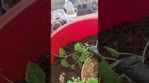 Лофос.Посадка и уход.Черенкование