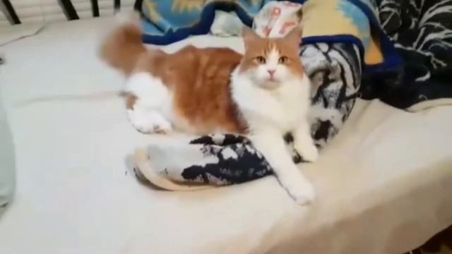 Dog And Cat React To Fidget Spinners смотреть онлайн