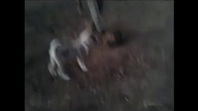 Лайка и енот смотреть онлайн