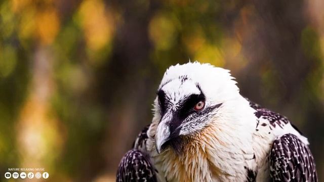 Расслабляющая музыка лечит болезни сердца и сосудов ? Нежная музыка, успокаивает нервную систему #1 смотреть онлайн