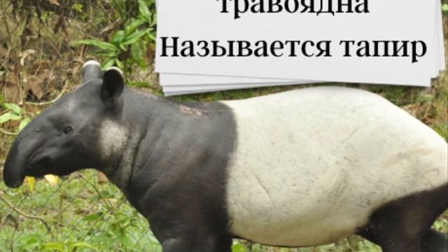 3️⃣8️⃣Топ 10 Животных / Доклад Рыжего Мальчика / Азюня говорит ... смотреть онлайн