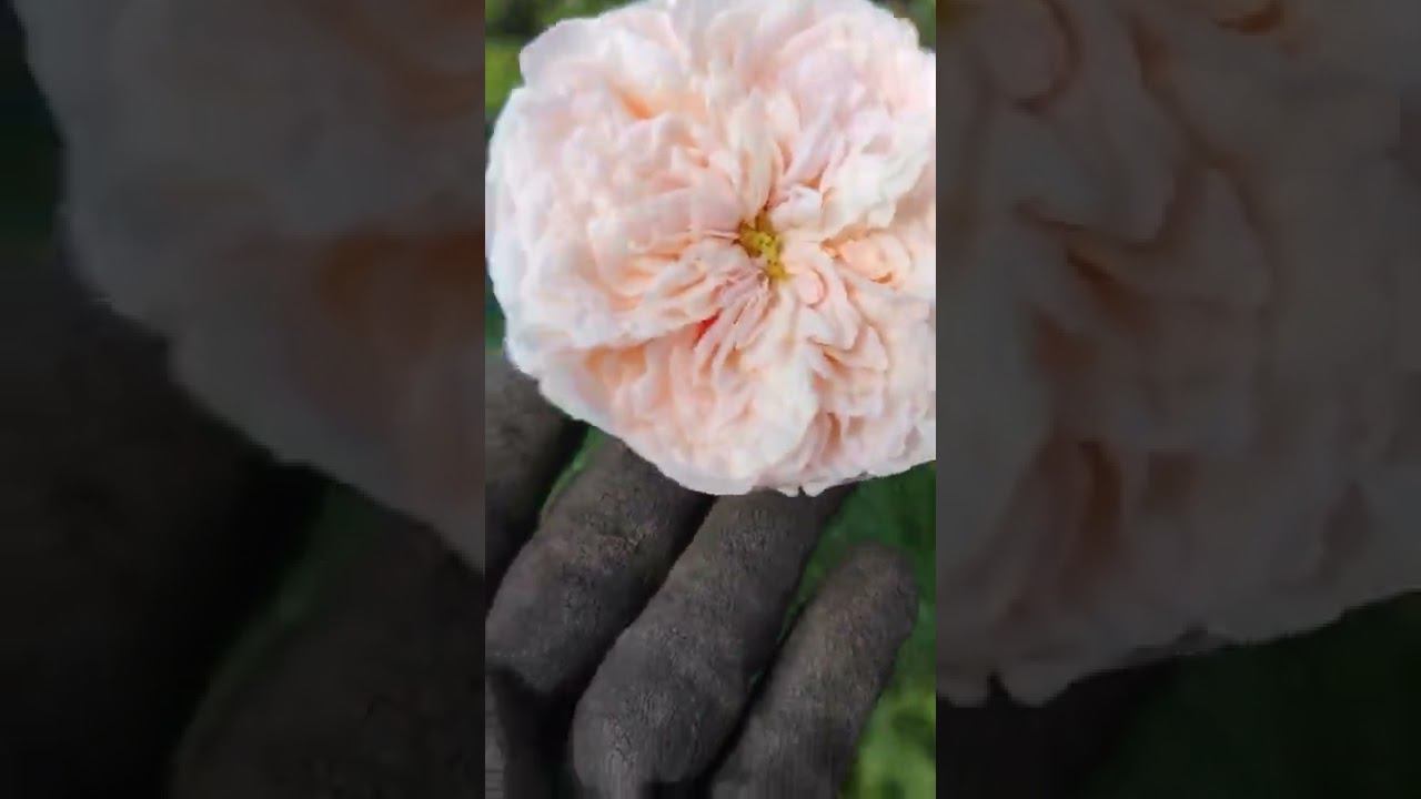 купить кусты роз чайно-гибридных и спрей. продажа саженцев оптом и в розницу на сайте rosebushes.ru смотреть онлайн