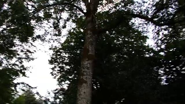 Blarney Castle History смотреть онлайн