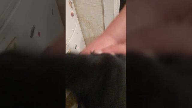 УЖАСНЫЕ КРИКИ ИЗ АДА несём сороку Дусю просто спать в ванную ничего ей плохого не делаем просто смотреть онлайн