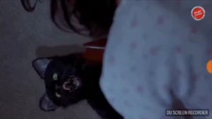 Бешеный кот