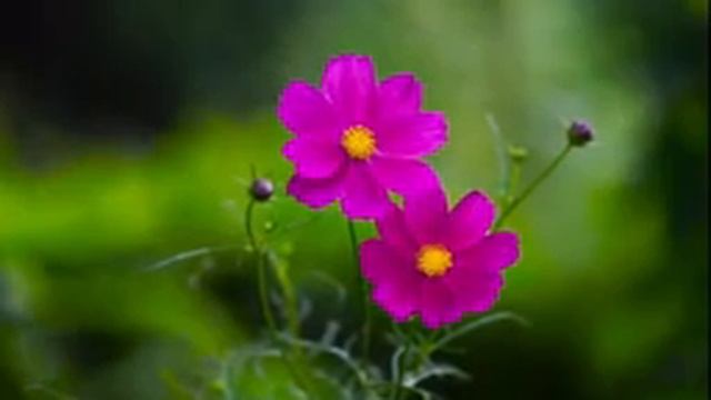 Лечебная музыка ASMR Музыка для расслабления, медитации, хорошего сна. Фортепьянная музыка идеал смотреть онлайн