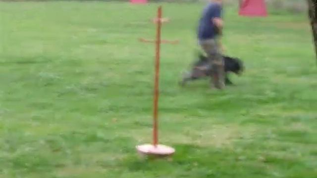 CANE CORSO MULTI CH.GINGER CAL 2 смотреть онлайн