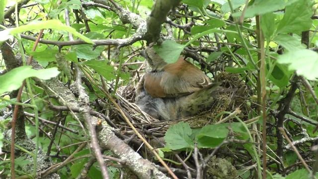 Жулан у дороги 160613 1 14 2Pa770 7 ♂ дал паука, ♀ скормила кукшку слышно смотреть онлайн
