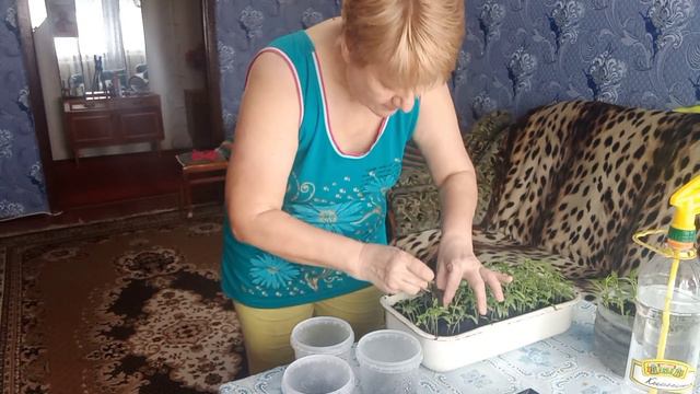 Пикирую рассаду томатов.