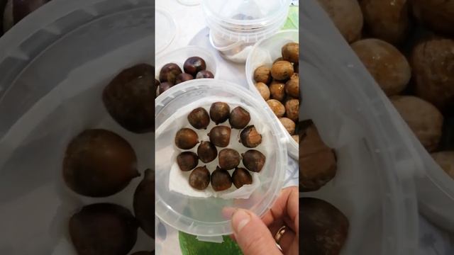 Каштаны, желуди, клен и орехи это наш экспиримент опытным путем. 🌞