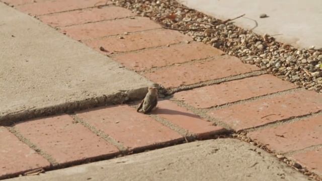 Baby Hummingbird Learning To Fly With Mom Helping And Feeding Him смотреть онлайн