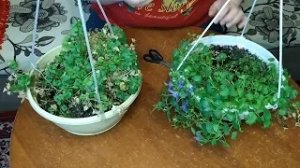 Кампанула. Уход, размножение.