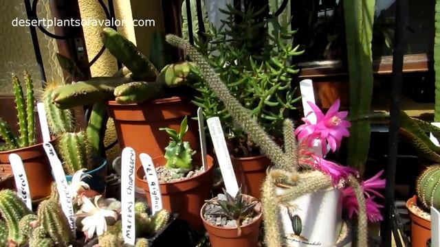 My Aporocactus mallisonnii Cactus plant in red bloom смотреть онлайн