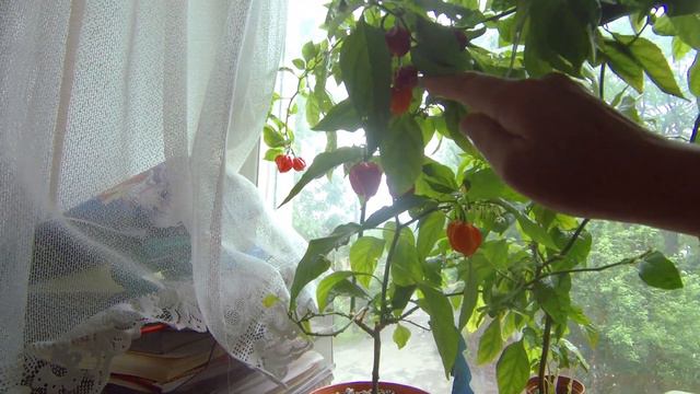 Хабанеро - фиксация мирового рекорда смотреть онлайн