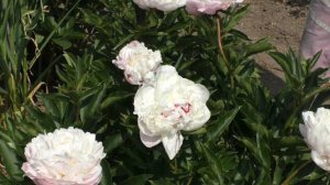 Пион NICK SHAYLOR