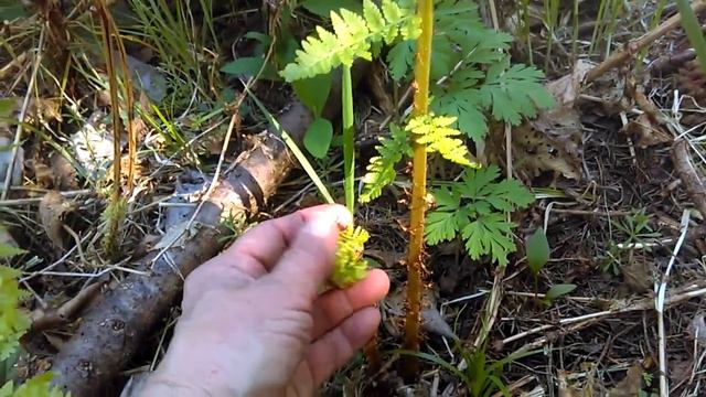 Ferns Ferns.... Ladies also!! смотреть онлайн