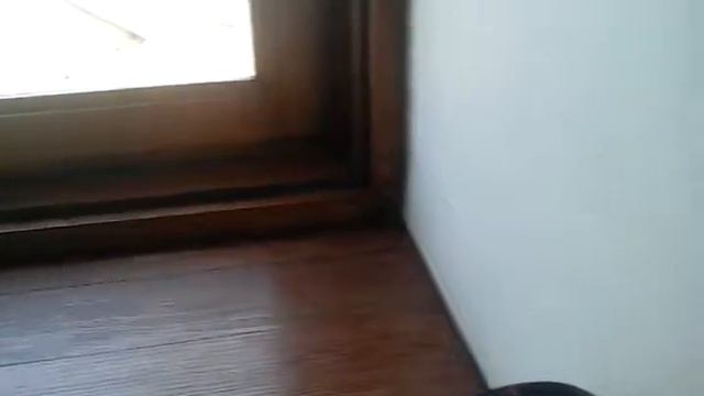 собаки гавкают смотреть онлайн